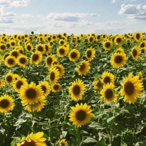 Meet your Posher, Ella